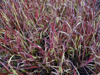 Graminée-Imperata-cylindra-'Red-Baron'