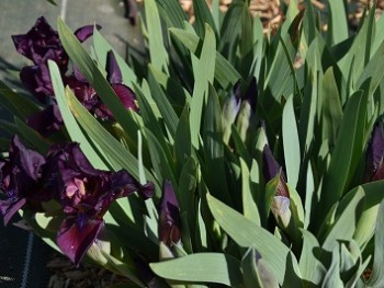 Plante-Vivace-Iris-pumila-'Cherry-Garden'