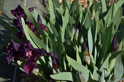 Plante-Vivace-Iris-pumila-'Cherry-Garden'