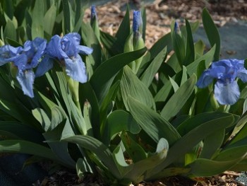 Plante-Vivace-Iris-pumila-'Blue-Denim'