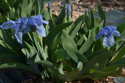Plante-Vivace-Iris-pumila-'Blue-Denim'
