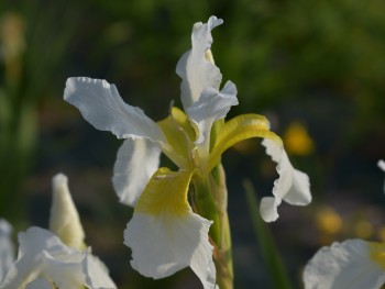 Plante-Vivace-Iris-sibirica-'Weisser-Orient'