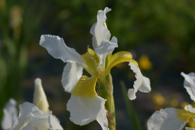 Plante-Vivace-Iris-sibirica-'Weisser-Orient'