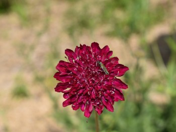 Plante-Vivace-Knautia-macedonica