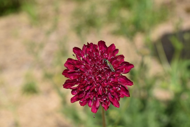 Plante-Vivace-Knautia-macedonica