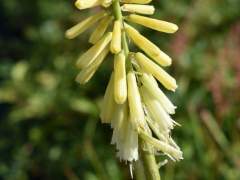 Plante-Vivace-Kniphofia-'Citrina'