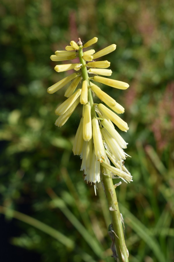 Plante-Vivace-Kniphofia-'Citrina'