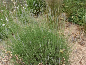 Plante-Vivace-Lavandula-'Dutch'