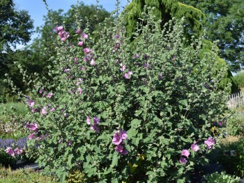 Plante-Vivace-Lavatera-olbia-'Rosea'