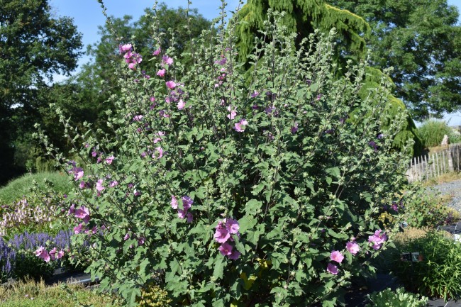 Plante-Vivace-Lavatera-olbia-'Rosea'