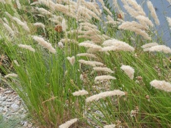 Graminée-Melica-ciliata