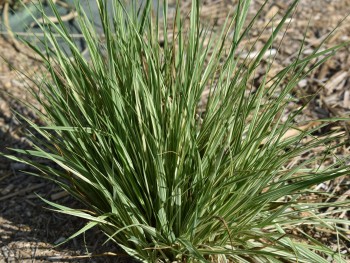 Graminée-Molinia-variegata