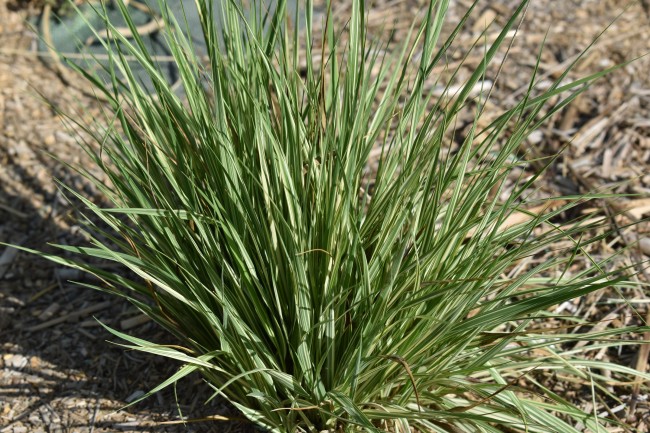 Graminée-Molinia-variegata