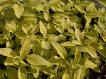 Plante-Vivace-Origaneum-aureum