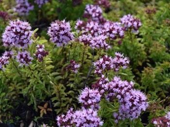 Plante-Vivace-Origanum-vulgare-'Compactum'