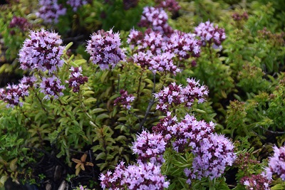 Plante-Vivace-Origanum-vulgare-'Compactum'