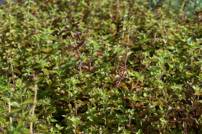 Plante-Vivace-Origanum-vulare