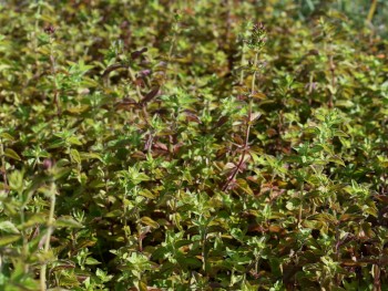 Plante-Vivace-Origanum-laevigatum-'Herrenhaussen'