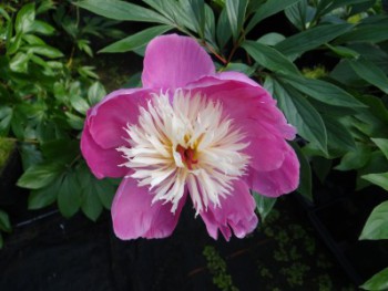 Plante-Vivace-Paeonia-'Bowl-Of-Beauty'