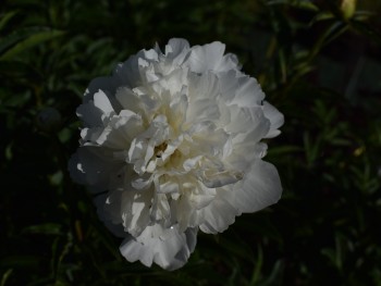 Plante-Vivace-Paeonia-'Festiva-Maxima'