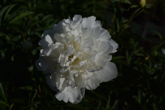 Plante-Vivace-Paeonia-'Festiva-Maxima'