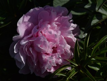 Plante-Vivace-Paeonia-'Sarah-Bernhardt'