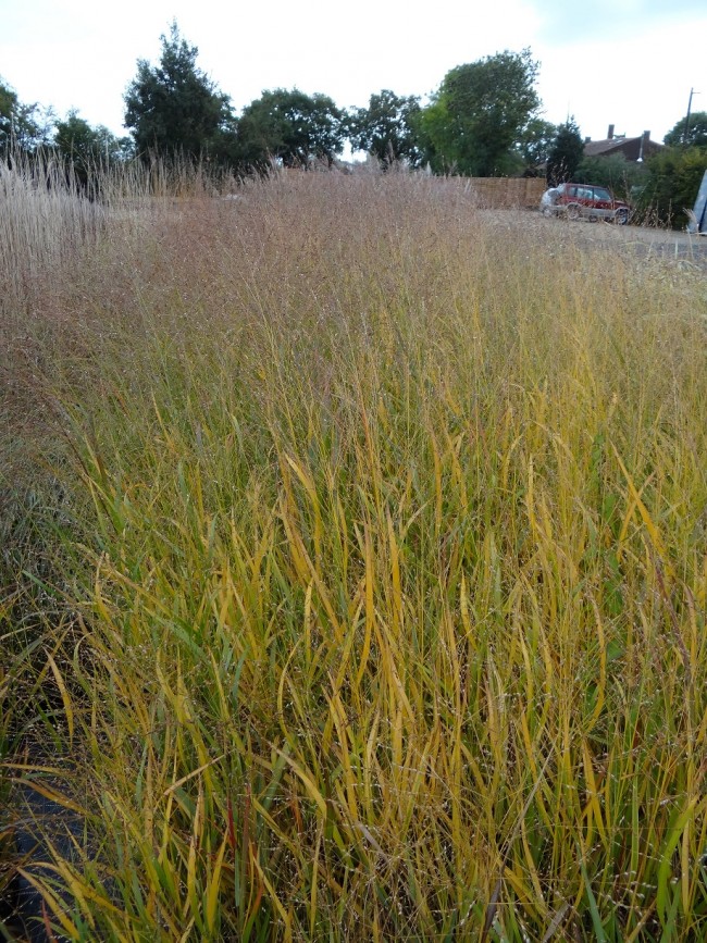 Plante-Vivace-Panicum-virgatum-'Rehbraun'