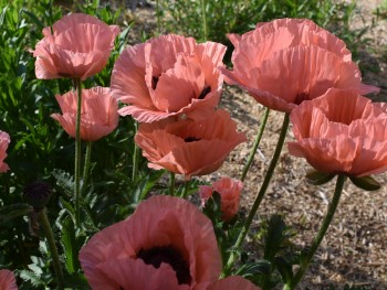 Plante-Vivace-Papaver-orientalis-'Victoria-Louise'