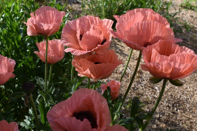 Plante-Vivace-Papaver-orientalis-'Victoria-Louise'