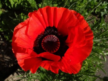 Plante-Vivace-Papaver-orientalis-'Beauty-Of-Livermere'