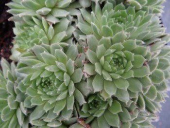 Plante-Vivace-sempervivum-pekinense