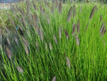 Graminée-Pennisetum-alopecuorides-'Hameln'