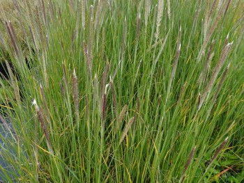 Graminée-Pennisetum-macrourum