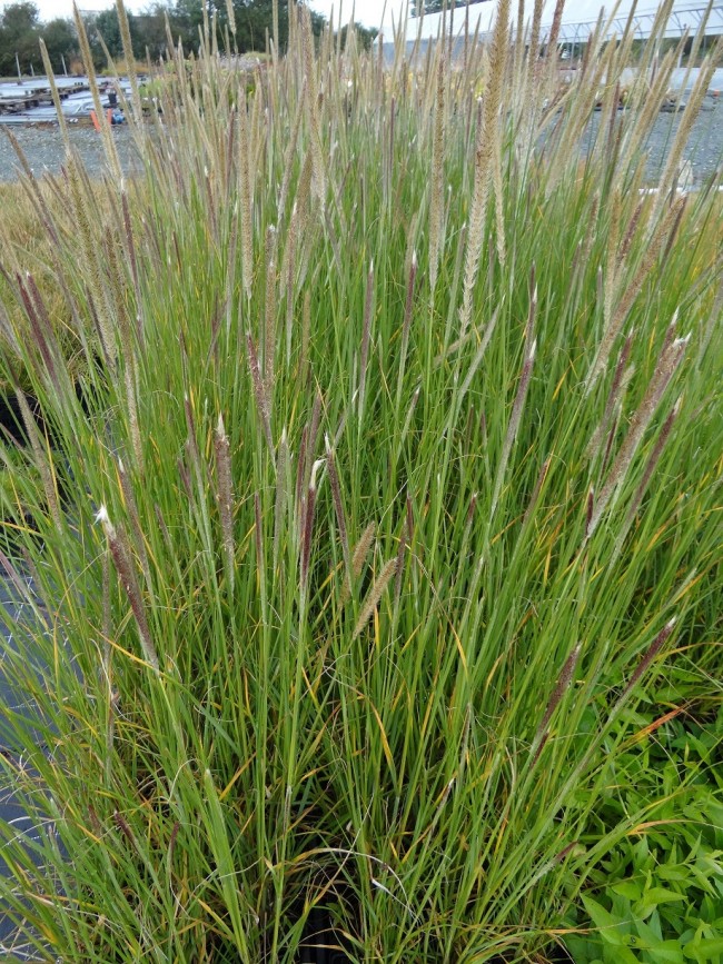 Graminée-Pennisetum-macrourum