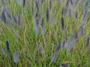 Graminée-Pennisetum-alopecuorides-'Moundry'