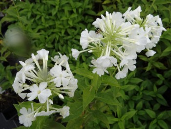 Plante-Vivace-Phlox-paniculata-'Jacqueline-Maille'