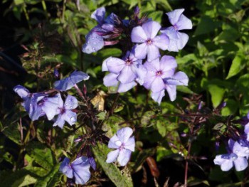 Plante-Vivace-Phlox-paniculata-'Blue-Paradise'