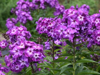 Plante-Vivace-Phlox-paniculata-'Purple-Kiss'