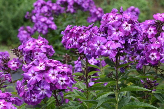 Plante-Vivace-Phlox-paniculata-'Purple-Kiss'