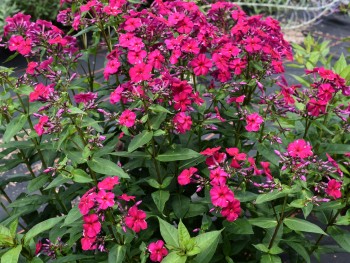 Plante-Vivace-Phlox-paniculata-'Tenor'