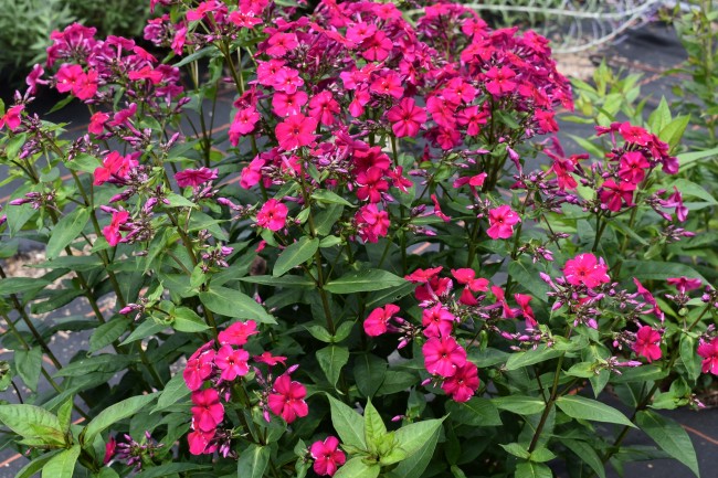 Plante-Vivace-Phlox-paniculata-'Tenor'