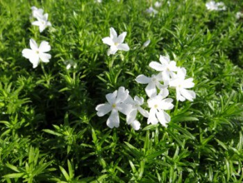 Plante-Vivace-Phlox-subulata-'White-Delight'