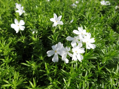Plante-Vivace-Phlox-subulata-'White-Delight'