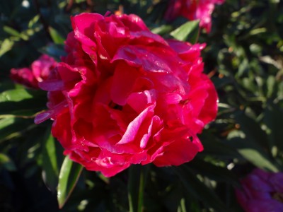 Plante-Vivace-Paeonia-'Felix-Crouss'