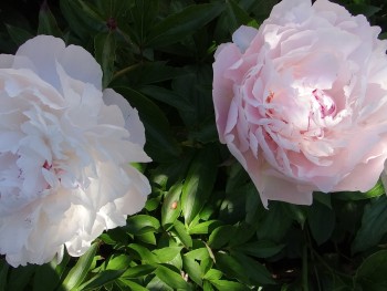 Plante-Vivace-Paeonia-'Lady-Alexandra-Duff'