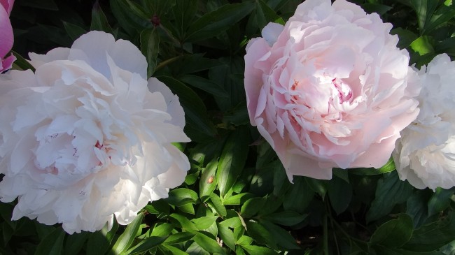 Plante-Vivace-Paeonia-'Lady-Alexandra-Duff'