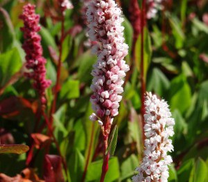 Plante-Vivace-Persicaria-affinis-'Darjeeling-Red'
