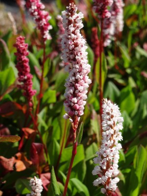 Plante-Vivace-Persicaria-affinis-'Darjeeling-Red'