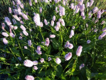 Plante-Vivace-Persicaria-bistorta'