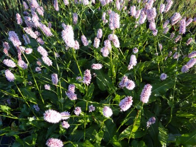 Plante-Vivace-Persicaria-bistorta'